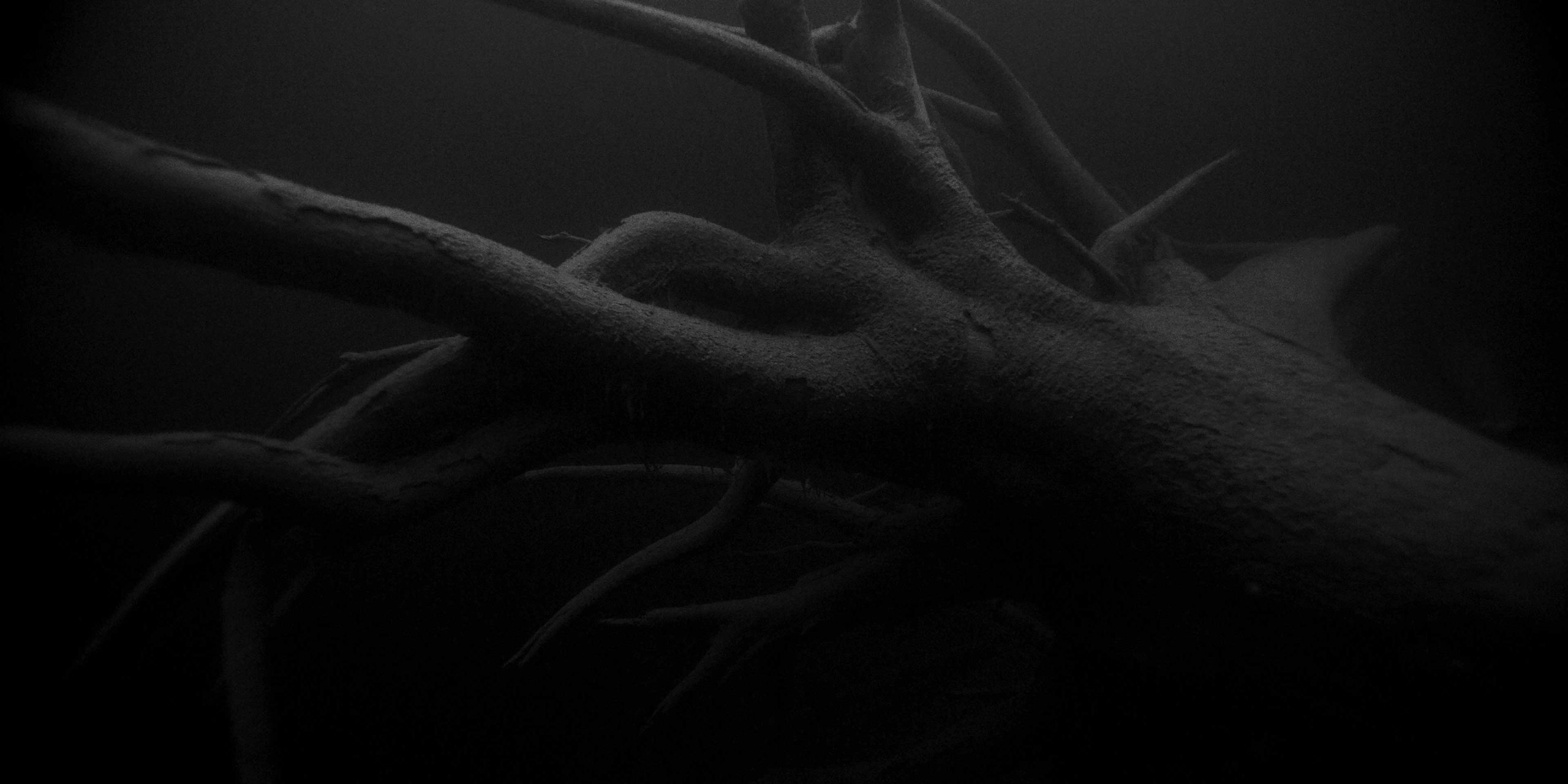 Forets-still1(300dpi)