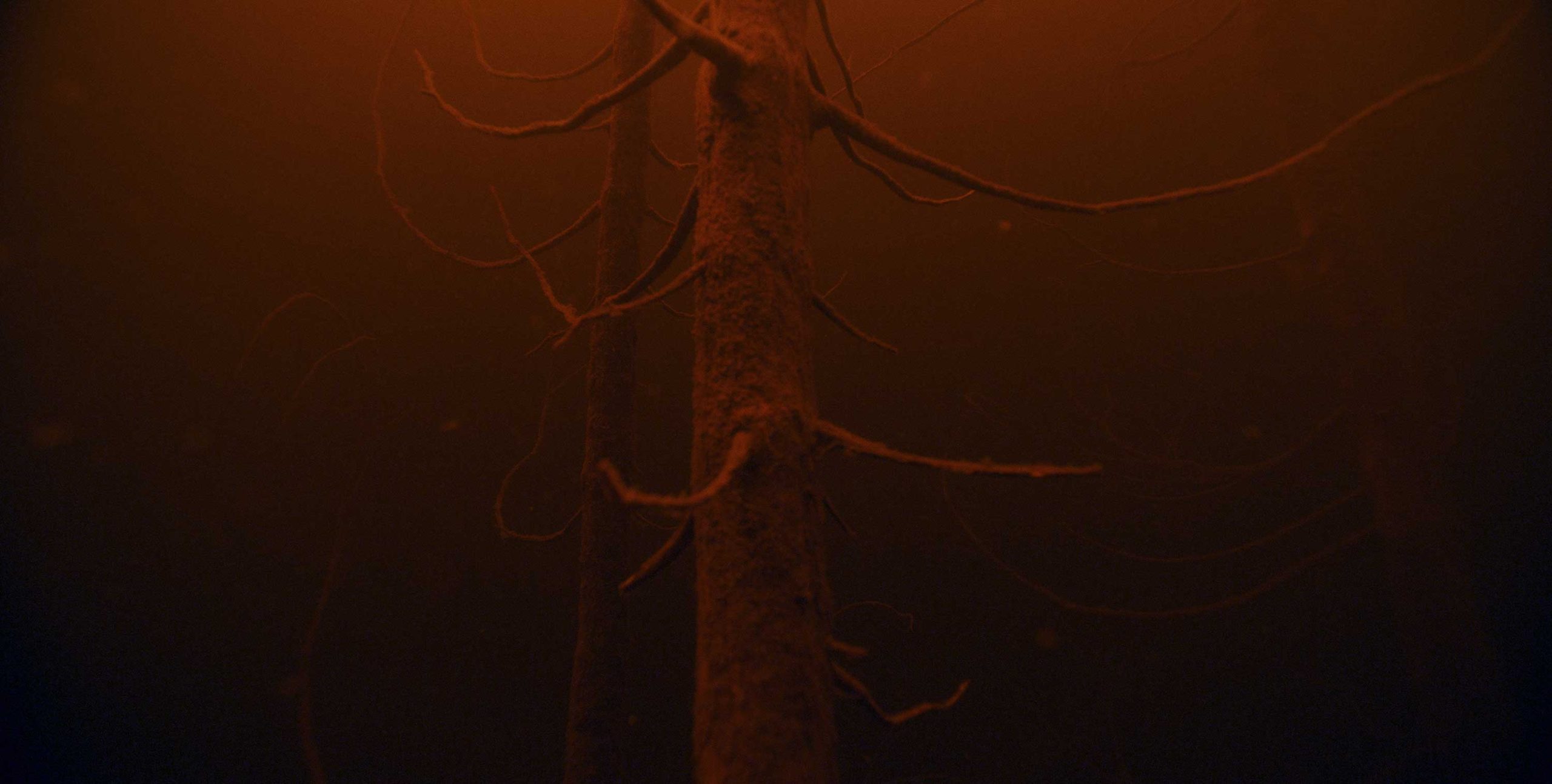 Forets-still2(300dpi)