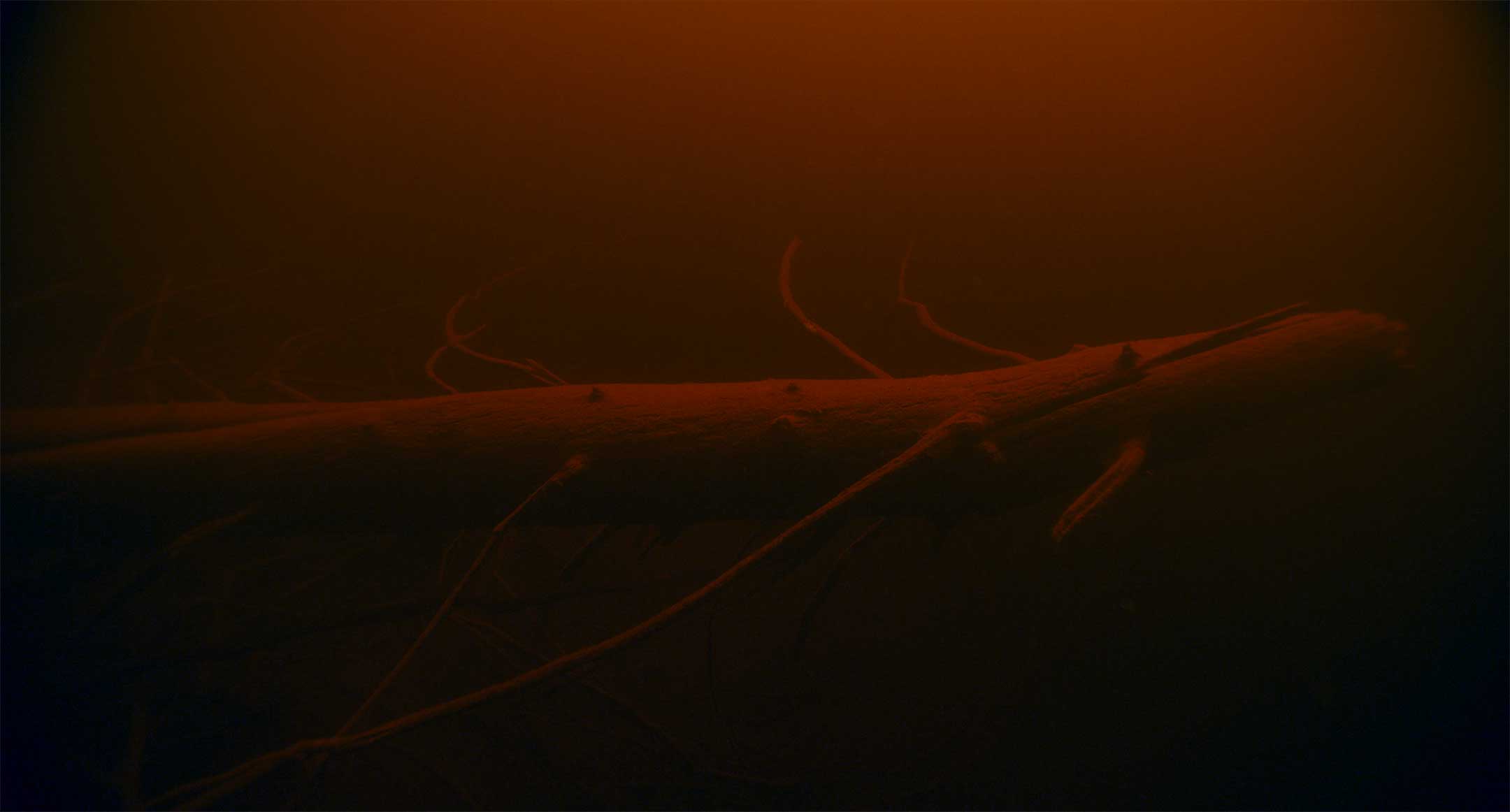 Forets-still5(300dpi)