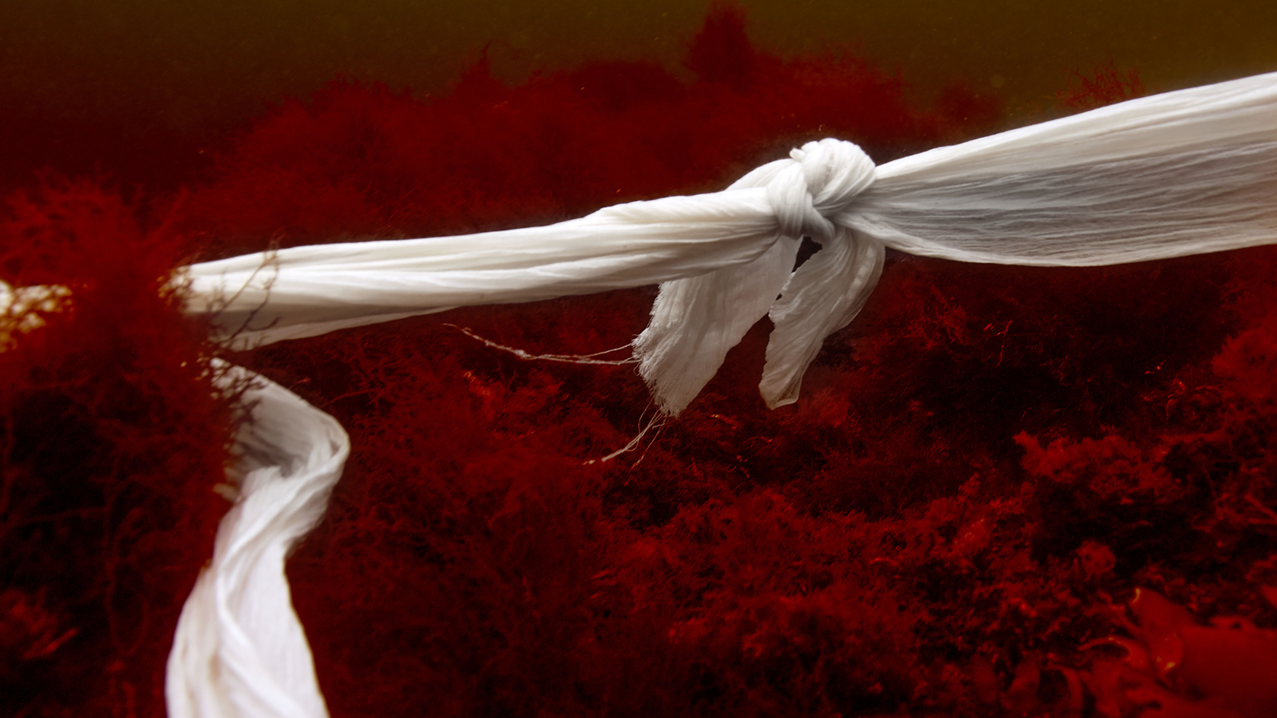 Offering – Coil Embrace