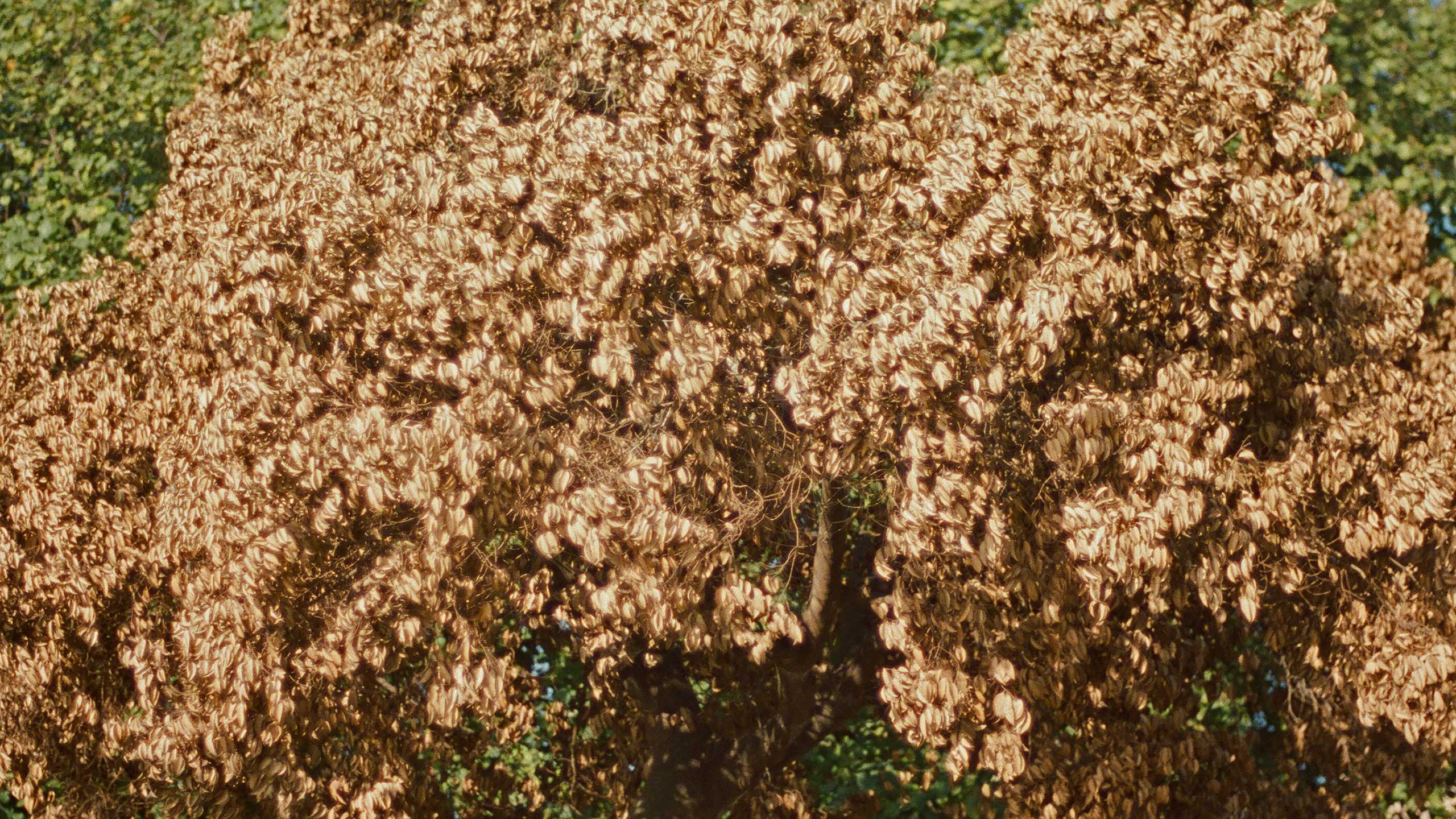yuenngachi_still-image_4
